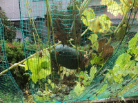 DSCF4122